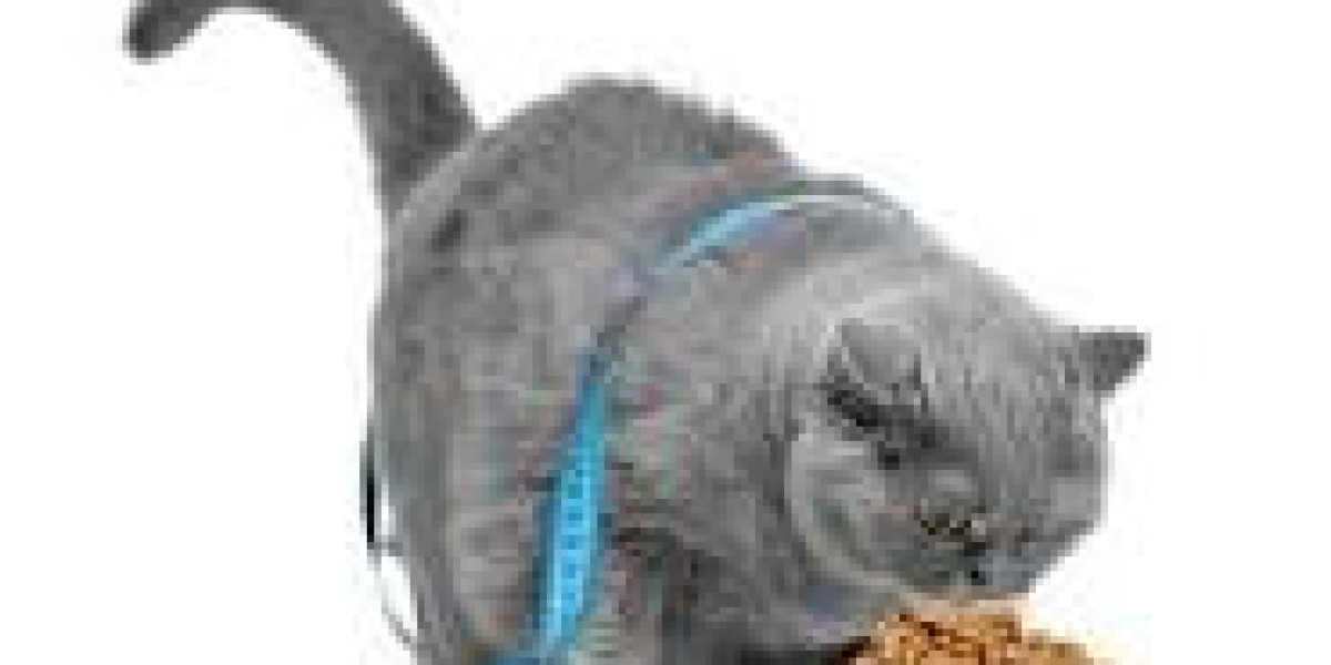 Pet Nutrition Basics: Helping Indoor Cats Adjust to Weight Loss Foods Safely