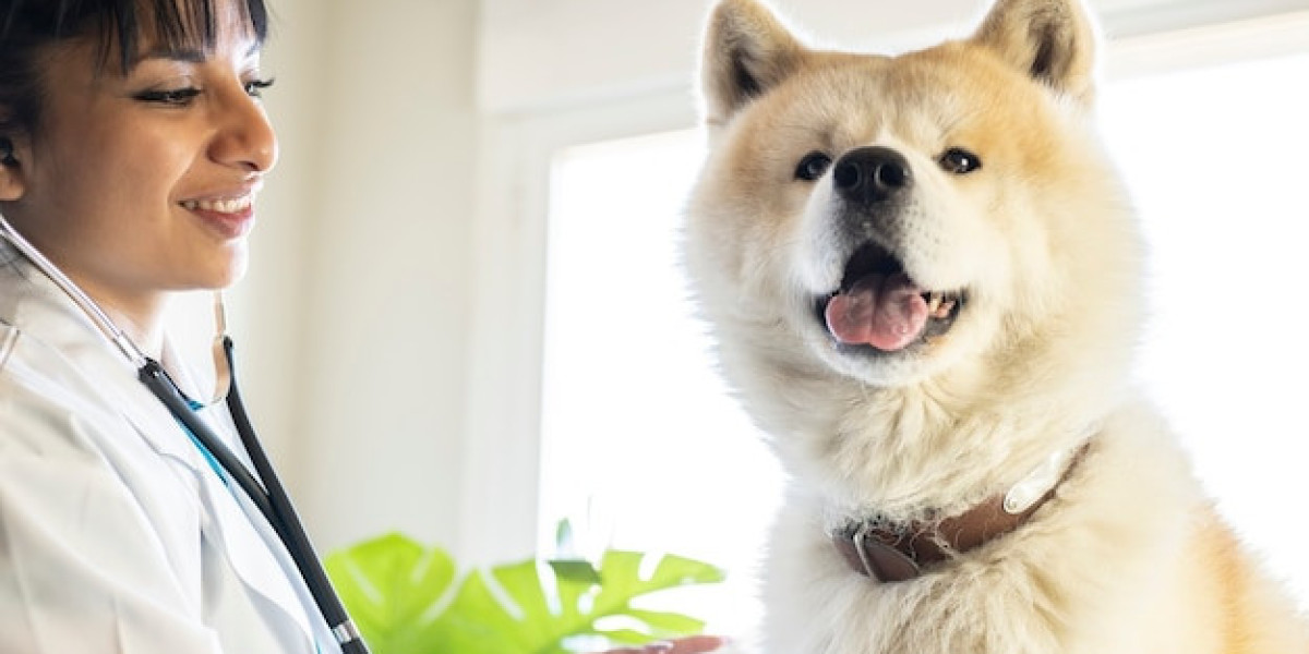 Akita Insurance Explained: Coverage and Benefits
